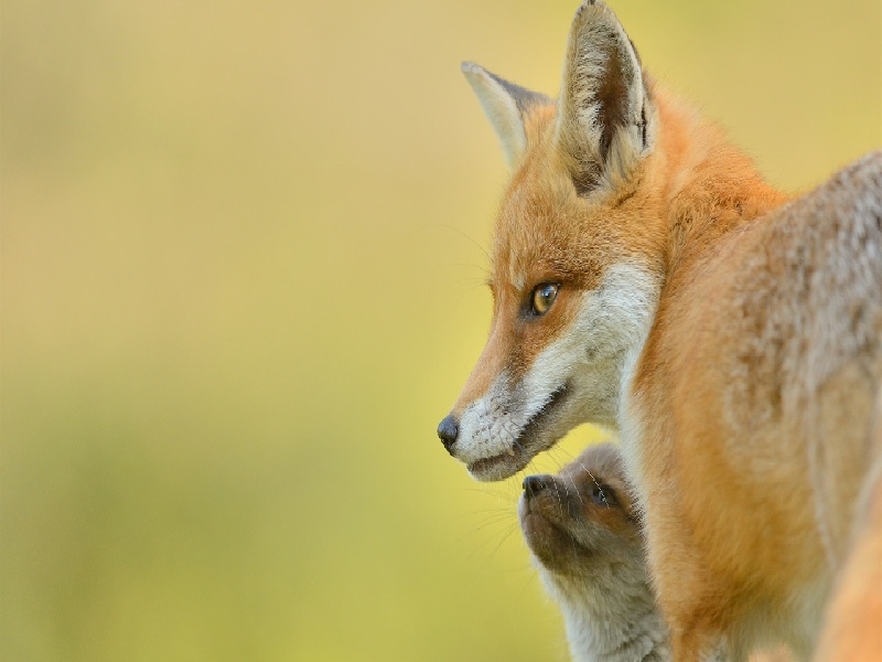 试管取款痛吗（泰国试管男孩费用）